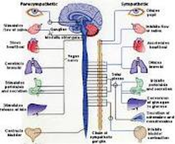 Examples of the Nervous System - The Nervous System